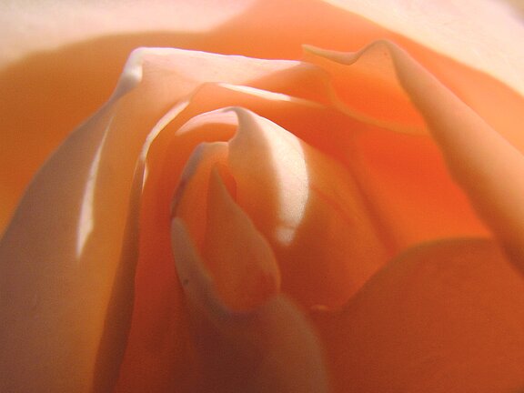 Krebserkrankung des Genitale