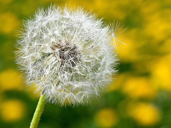 L&ouml;wenzahnwiese unscharf im Hintergrund mit einer Pusteblume im Vordergrund