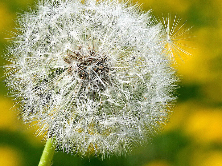 Löwenzahnwiese unscharf im Hintergrund mit einer Pusteblume im Vordergrund