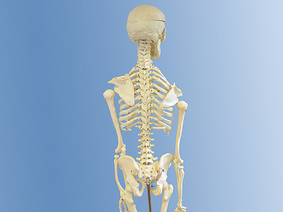 BSP Orthopädie