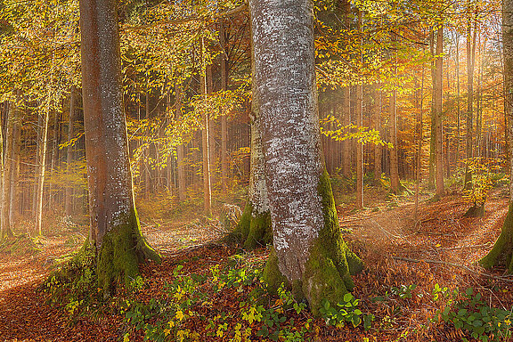 Ein mit Sonnenlicht durchfluteter gelb-grün-rötlich gefärbter Herbstwald.