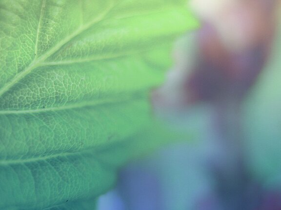 Grünes Blatt mit verschwommenen Hintergrund.