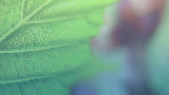 Ein verschwommenes grünes Blatt.