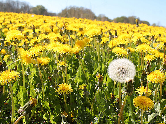 L&ouml;wenzahnwiese mit einer Pusteblume
