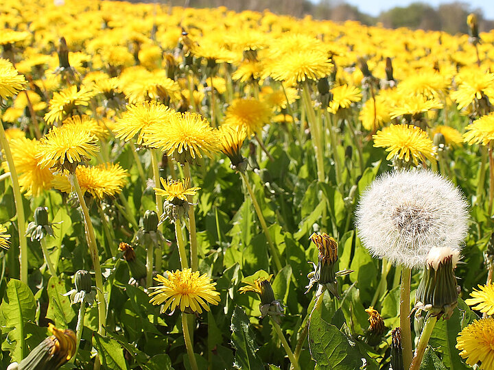 Löwenzahnwiese mit einer Pusteblume